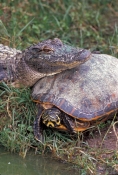 american-alligator-picture;red-bellied-cooter-picture;Alligator-mississippiensis;Pseudemys-nelsoni;r