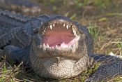 american-alligator-picture;american-alligator;alligator;gator;alligator-mississippiensis;alligator-o