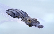 american-alligator-picture;american-alligator;alligator;gator;alligator-mississippiensis;alligator-o