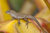 cuban-brown-anole-picture;cuban-brown-anole;cuban-anole;brown-anole;anolis-sagrei-sagrei;florida-ano