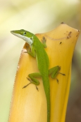 green-anole-picture;green-anole;anolis-carolinensis;american-anole;green-lizard;native-american-anol
