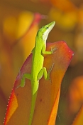 green-anole-picture;green-anole;anolis-carolinensis;american-anole;green-lizard;native-american-anol