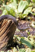 florida-banded-water-snake-picture;florida-banded-water-snake;banded-water-snake;Nerodia-fasicata-pi