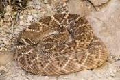 western-diamondback-rattlesnake;rattlesnake;western-diamondback;Crotalus-atrox;venemous-snake;venemo