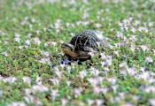 eastern-box-turtle-picture;eastern-box-turtle;box-turtle;turtle;florida-turtle;tortoise-in-the-grass