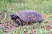 gopher-tortoise-picture;gopher-tortoise;tortoise;endangered-species;endangered-tortoise;florida-tort