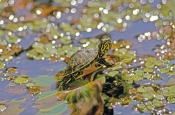 florida-red-bellied-turtle-picture;florida-red-bellied-turtle-picture;florida-red-bellied-turtle;flo