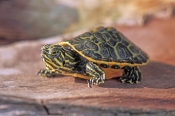 florida-red-bellied-turtle-picture;florida-red-bellied-turtle;turtle-hatchling;baby-turtle;florida-t