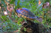 florida-red-bellied-turtle-picture;florida-red-bellied-turtle-picture;florida-red-bellied-turtle;flo