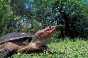 softshell-turtle-picture;softshell-turtle;turtle-florida-turtle;soft-shell-turtle;everglades-nationa