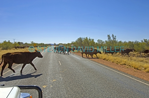 cattle on the road;wandering cattle;wandering stock;animals crossing the road;cattle crossing the road;stuart highway