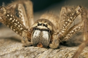 Family Sparassidae: Huntsman Spiders