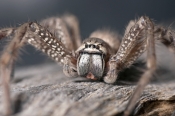 huntsman-spider-picture;huntsman-spider;badge-hunstman-spider;spider-genus-neosparassus;spider-genus