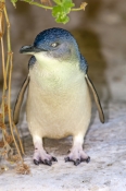 little-penguin-picture;little-penguin;fairy-penguin;smallest-penguin-species;eudyptula-minor;austral