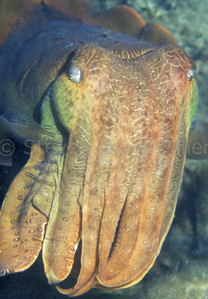 Whyalla Cuttlefish