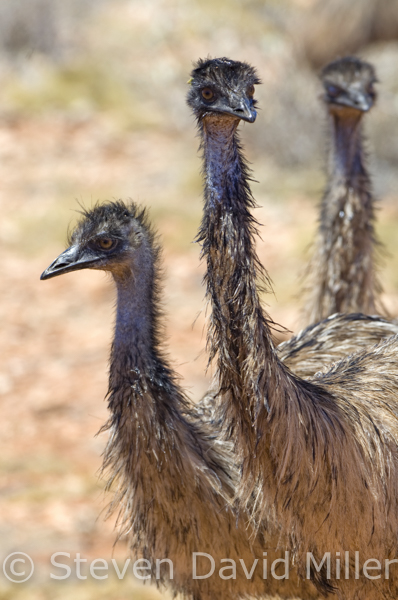 Emu Cape Range