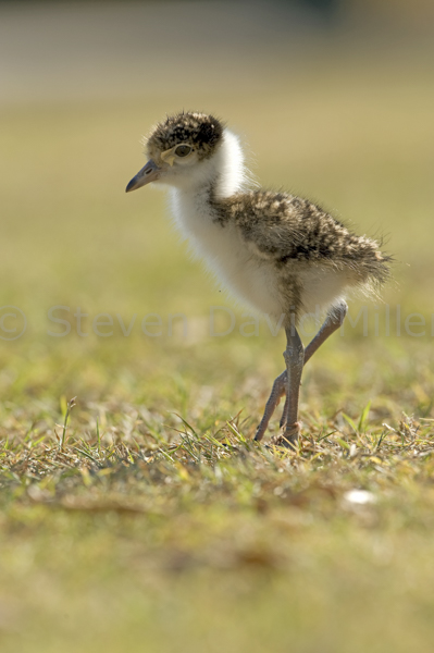 Masked Lapwing