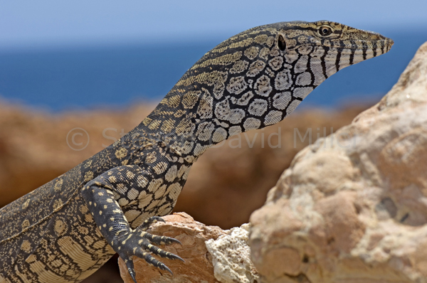 Perentie, Point Quobba, Western Australia