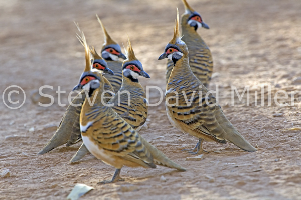 Spinifex Pigeon