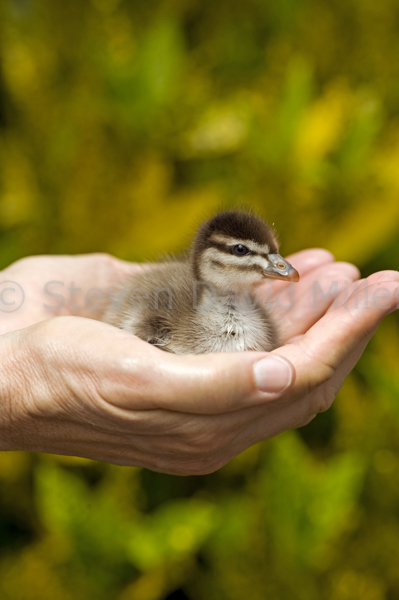 Australian Wood Duck