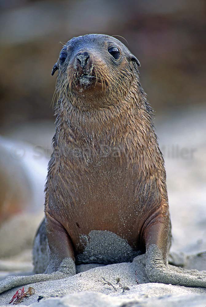 Seal Bay Conservation Park