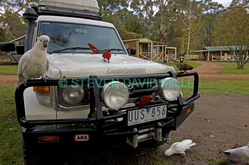 4WD;camping;campsite;birds sitting on car;grampians national park;camping with wildlife;campground;4wd camping