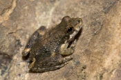 Coplands Rock Frog