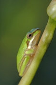 eastern-dwarf-tree-frog-picture;eastern-dwarf-tree-frog;eastern-sedge-frog;green-reed-frog;dwarf-tre