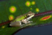 Northern Dwarf Green Tree Frog