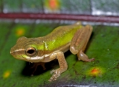 northern-dwarf-green-tree-frog-picture;northern-dwarf-green-tree-frog;northern-dwarf-green-treefrog;