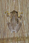 Peron's Tree Frog