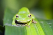 white-lipped-tree-frog-picture;white-lipped-tree-frog;white-lipped-tree-frog;white-lipped-treefrog;g