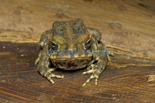 cane toad picture;cane toad;marine toad;bufo marinus;introduced species;non-native toad;poisonous toad;poison toad;invasive species;grumpy;eye contact;steven david miller