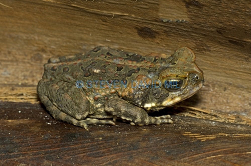 cane toad picture;cane toad;marine toad;bufo marinus;introduced species;non-native toad;poisonous toad;poison toad;invasive species;grumpy;steven david miller