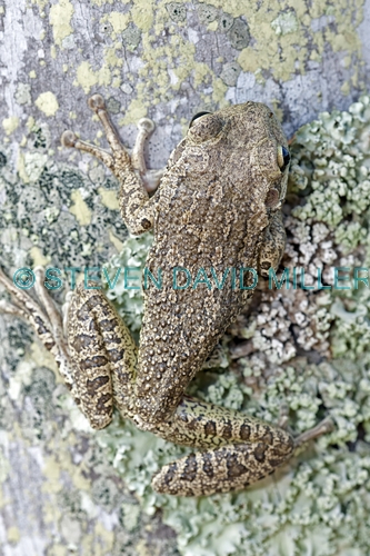 cuban tree frog picture;cuban treefrog picture;cuban treefrog;cuban tree frog;osteopilus septentrionalis;frog picture;florida frog;introduced species;invasive species;southwest florida frog;frog on tree;camouflage frog;camouflage