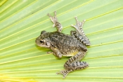 cuban-tree-frog-picture;cuban-treefrog-picture;cuban-treefrog;cuban-tree-frog;osteopilus-septentrion
