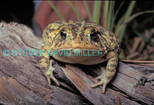 southern toad picture;southern toad;bufo terrestris;anaxyrus terrestris;toad;toad head shot;toad portrait;brown toad;florida toad;florida amphibian;north american toad;naples;florida;steven david miller