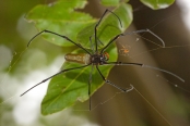 Northern Giant Orb Weaver