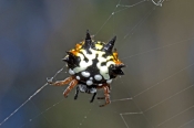 spiny-spider-picture;spiny-spider;jewel-spider;christmas-spider;spider;australian-spider;gasteracant