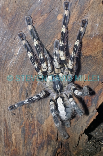tarantula picture;tarantula;indian ornamental tarantula;huge spider;hairy spider;indian spider;spider from india;the australian reptile park
