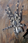 Indian Ornamental Tarantula