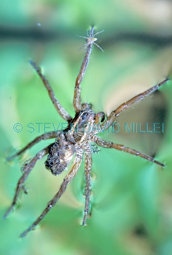 wolf spider;lycosidae lenta;spider;spider floating on water;spider with spiderlings on back;spider with long legs;north american arachnid;north american spider;steven david miller