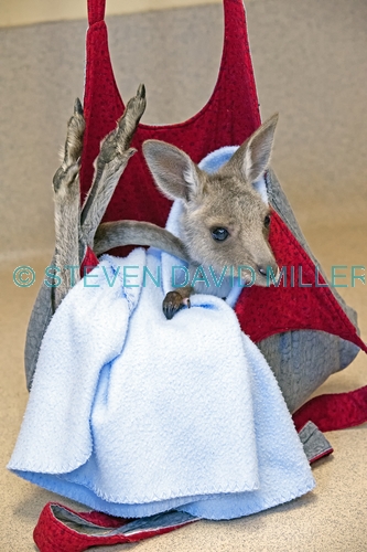 eastern grey kangaroo picture;eastern grey kangaroo;eastern gray kangaroo;joey eastern grey kangaroo;grey kangaroo;gray kangaroo;macropus giganteus;orphan kangaroo;kangaroo in care;baby animal;cute baby animal;australian marsupials;wildlife habitat;steven david miller