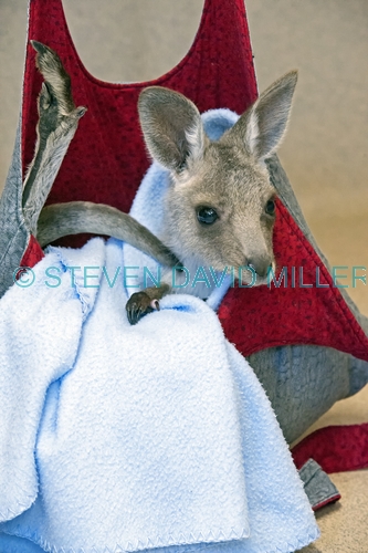 eastern grey kangaroo picture;eastern grey kangaroo;eastern gray kangaroo;joey eastern grey kangaroo;grey kangaroo;gray kangaroo;macropus giganteus;orphan kangaroo;kangaroo in care;baby animal;cute baby animal;australian marsupials;wildlife habitat;steven david miller