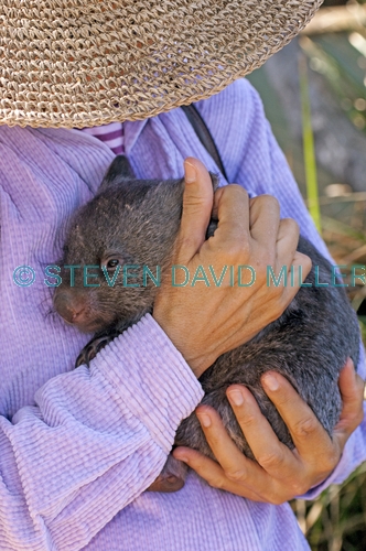 common womat;young wombat;orphaned wombat;vombatus ursinus;tasmanian wombat;bonorong wildlife park;wombat with carer;wombat with wildlife carer;woman holding wombat