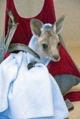 eastern-grey-kangaroo-picture;eastern-grey-kangaroo;eastern-gray-kangaroo;joey-eastern-grey-kangaroo