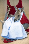eastern-grey-kangaroo-picture;eastern-grey-kangaroo;eastern-gray-kangaroo;joey-eastern-grey-kangaroo
