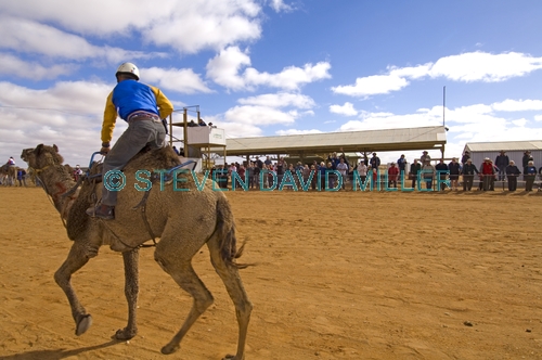 camel;dromedary camel;camelus dromedarius;one-humped camel;one humped camel;marree camel races;outback camel races;australian camel races;camel races