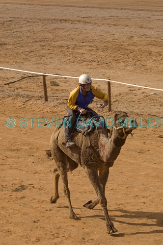 camel;dromedary camel;camelus dromedarius;one-humped camel;one humped camel;marree camel races;outback camel races;australian camel races;camel races