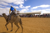 camel;dromedary-camel;camelus-dromedarius;one-humped-camel;one-humped-camel;marree-camel-races;outba